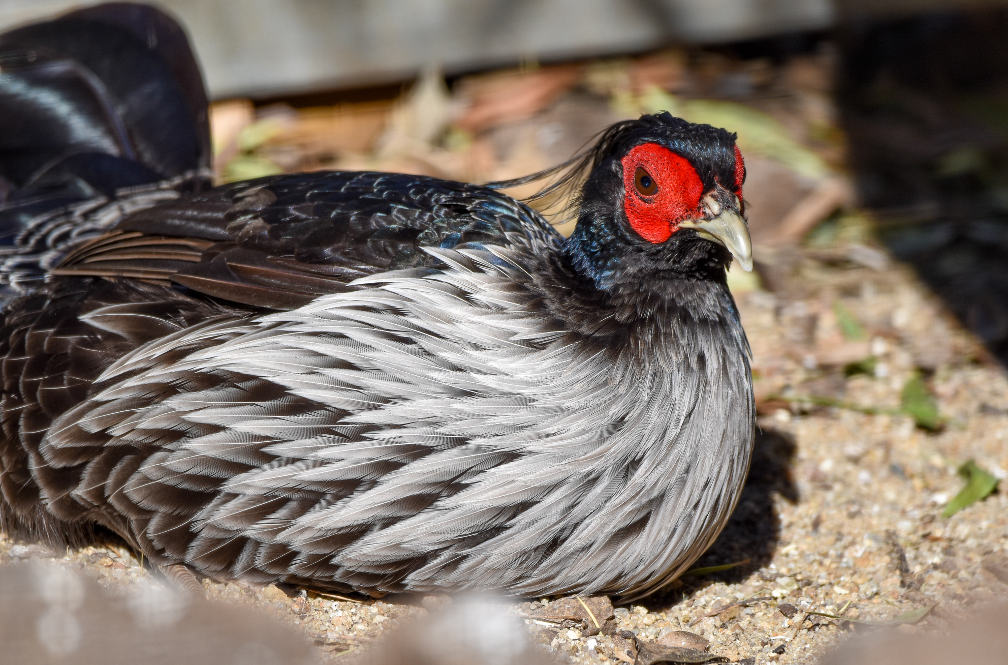 Nepal Kalij Pheasant
