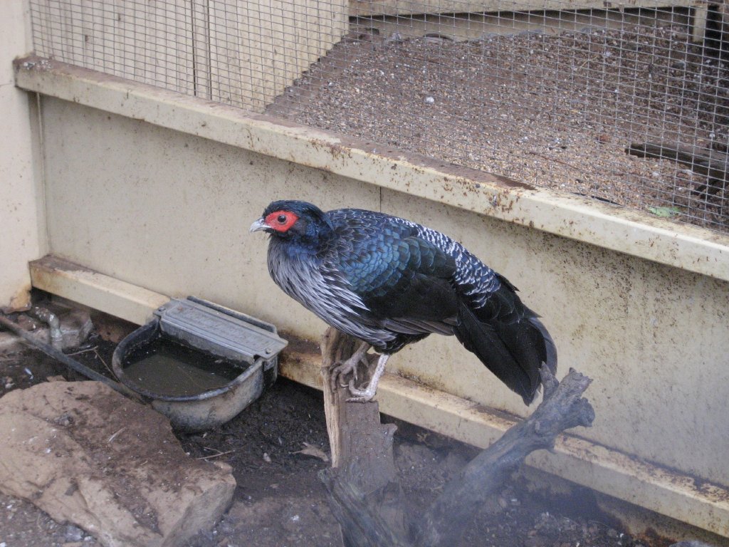 Nepal Kalij Pheasant