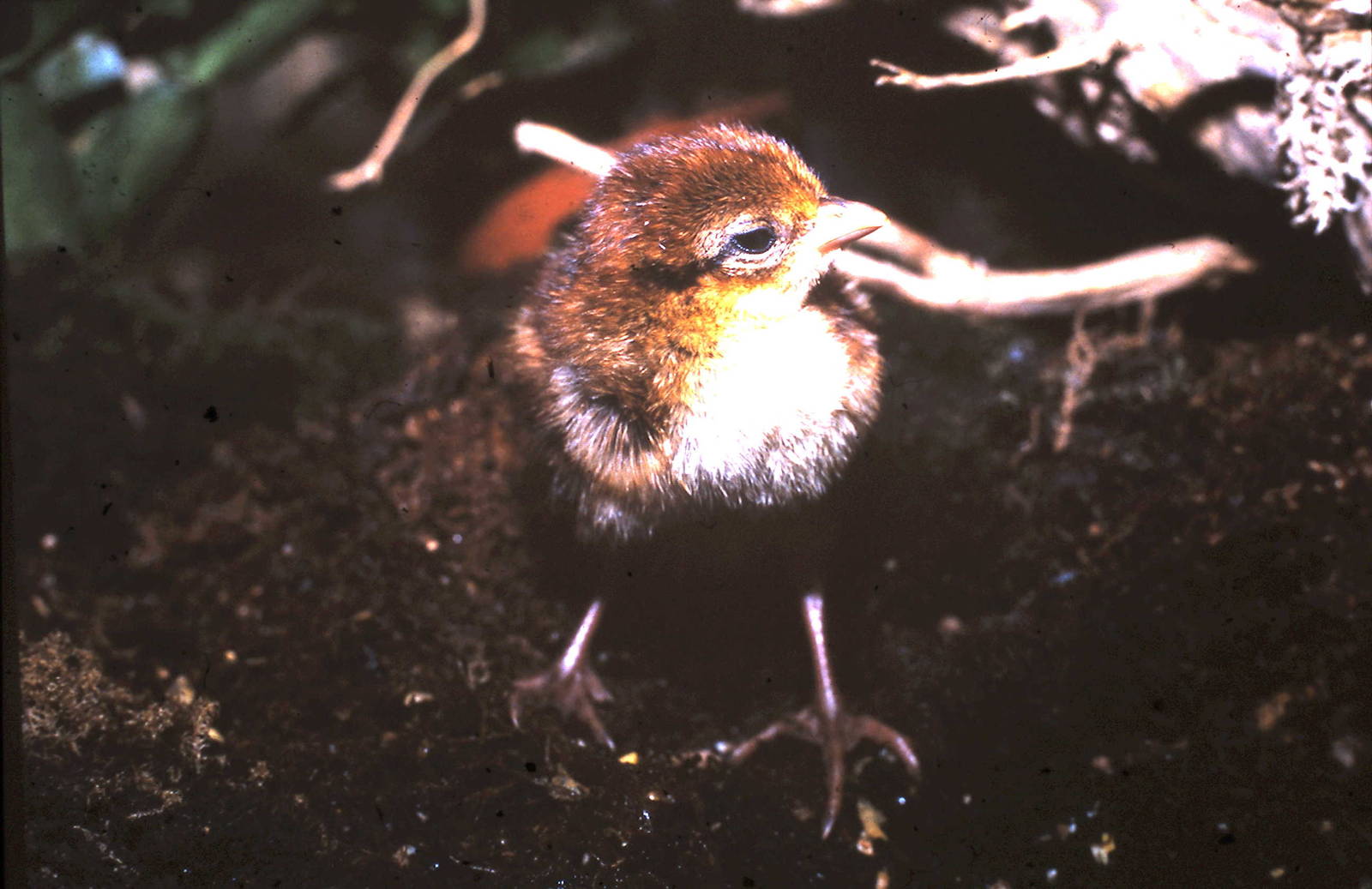 nepal pheasant chick