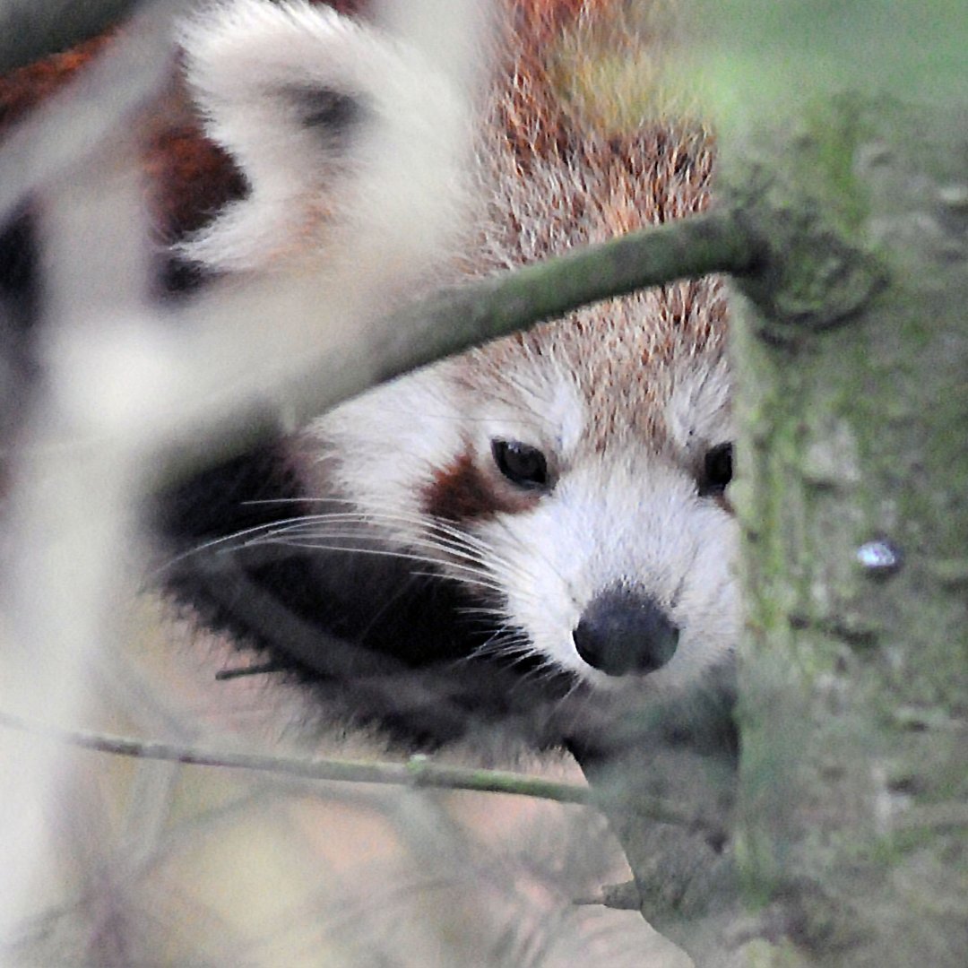 NEPAL RED PANDA 23 09 2009