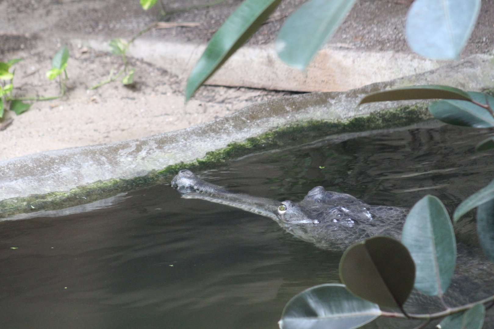 Nepalese Gharial