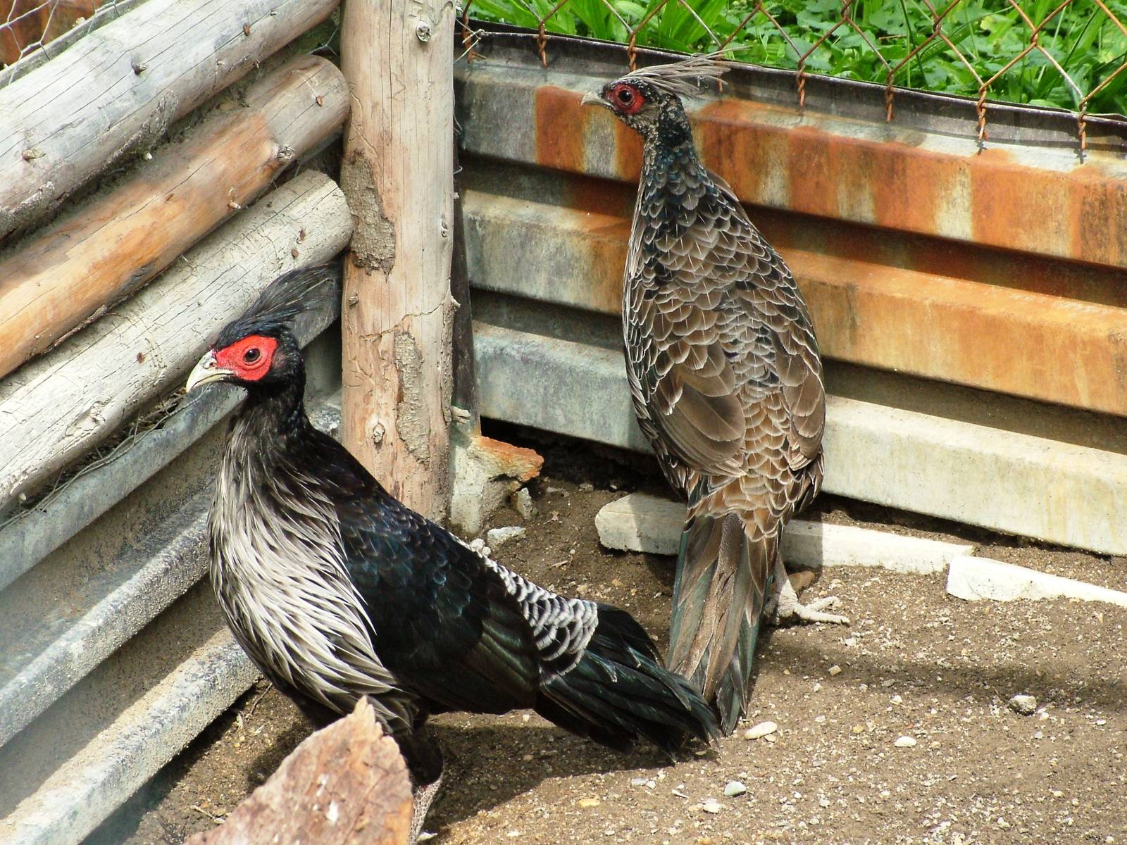 Nepalese Kalij Pair at Autocentrum Boura (Dymokury), 26/08/12