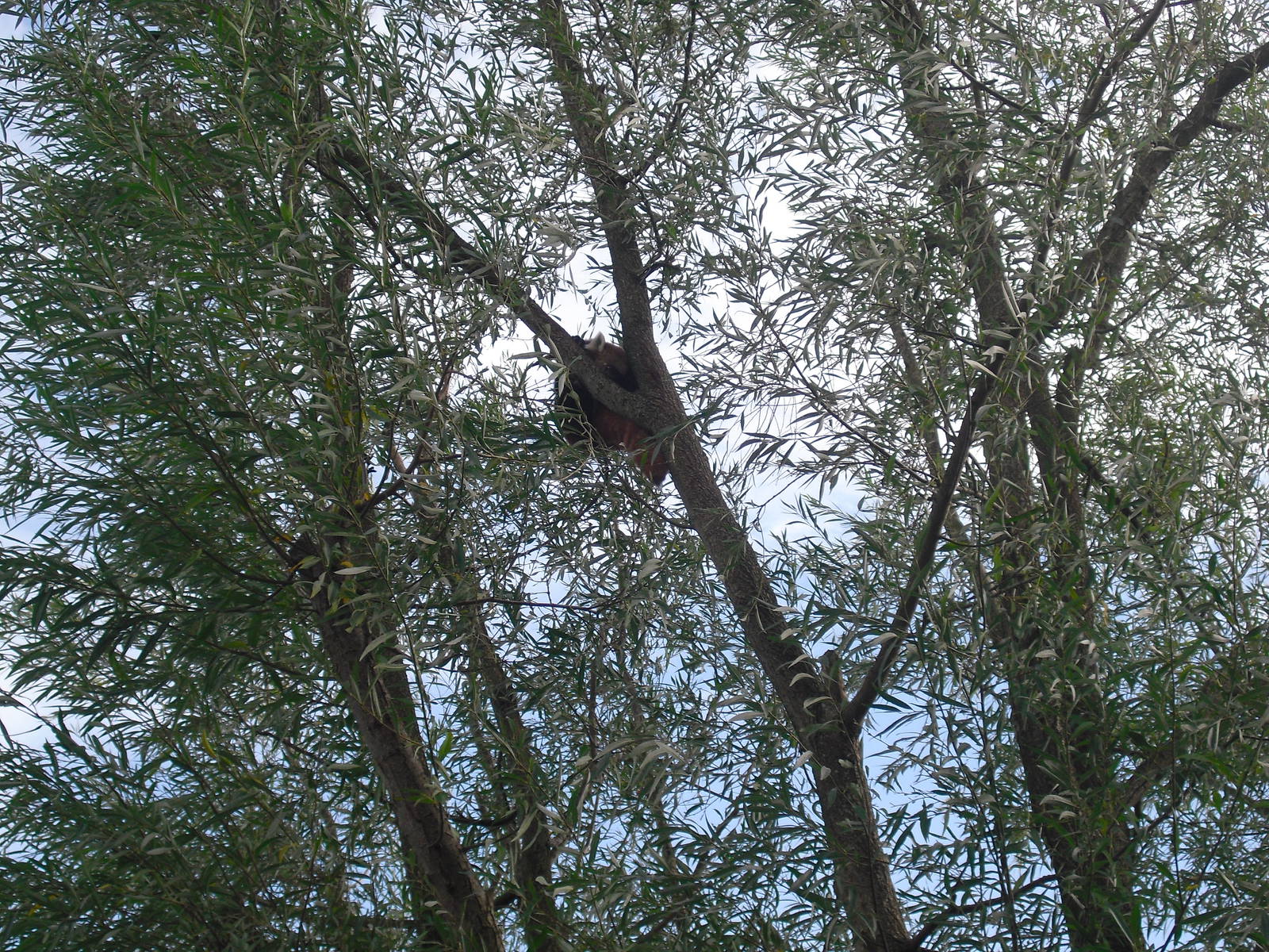 Nepalese Red Panda - 01/10/2011