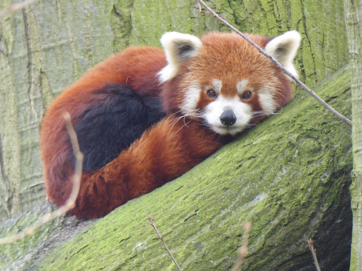 Nepalese red panda 011219