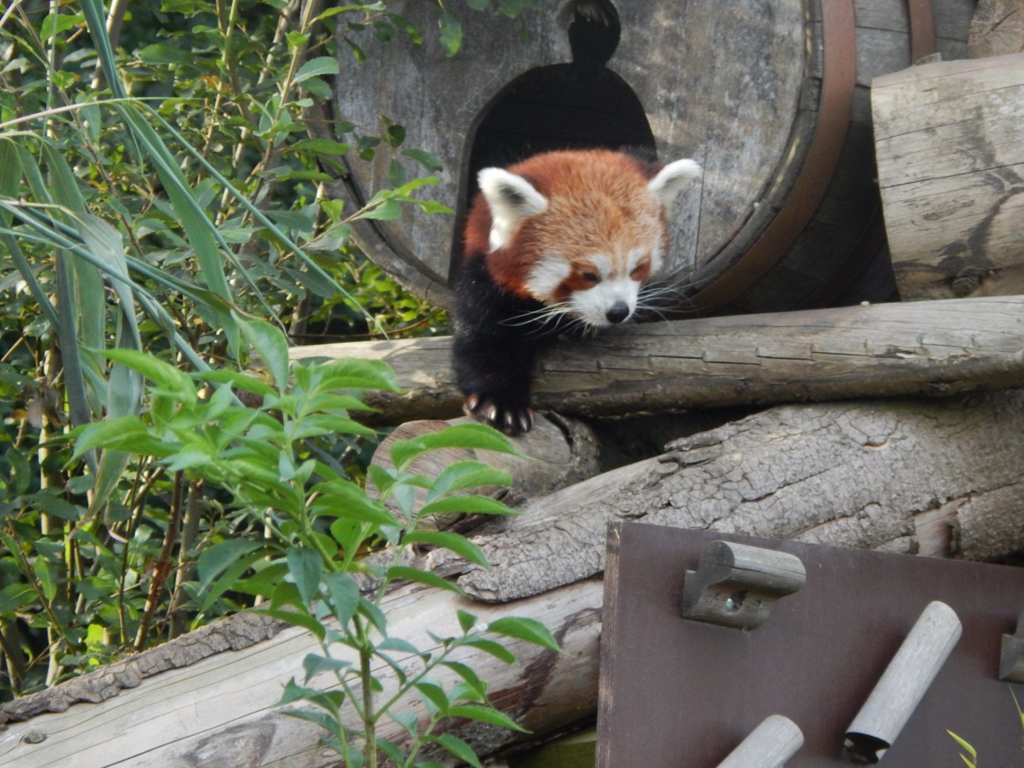 Nepalese red panda 110921