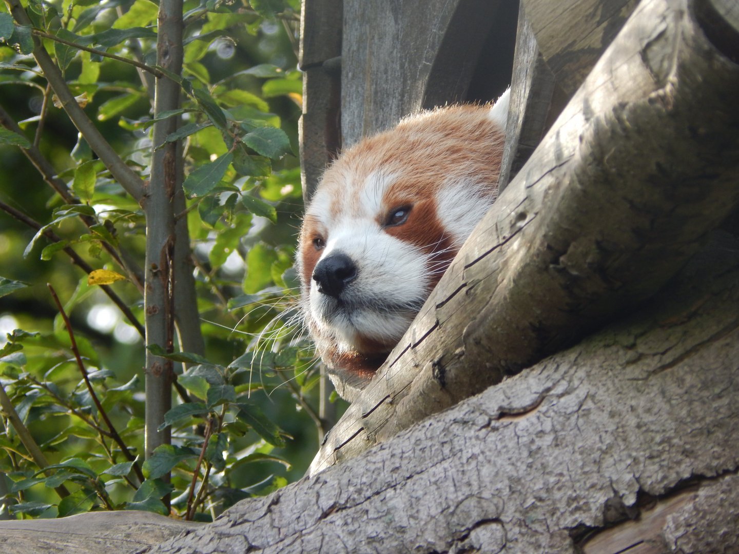 Nepalese red panda 110921