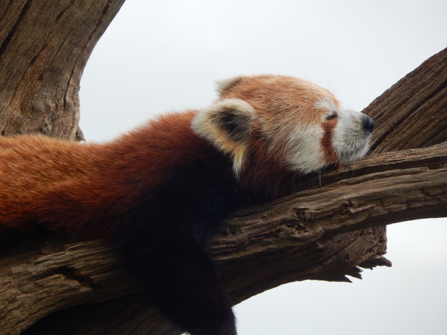 Nepalese red panda 150524