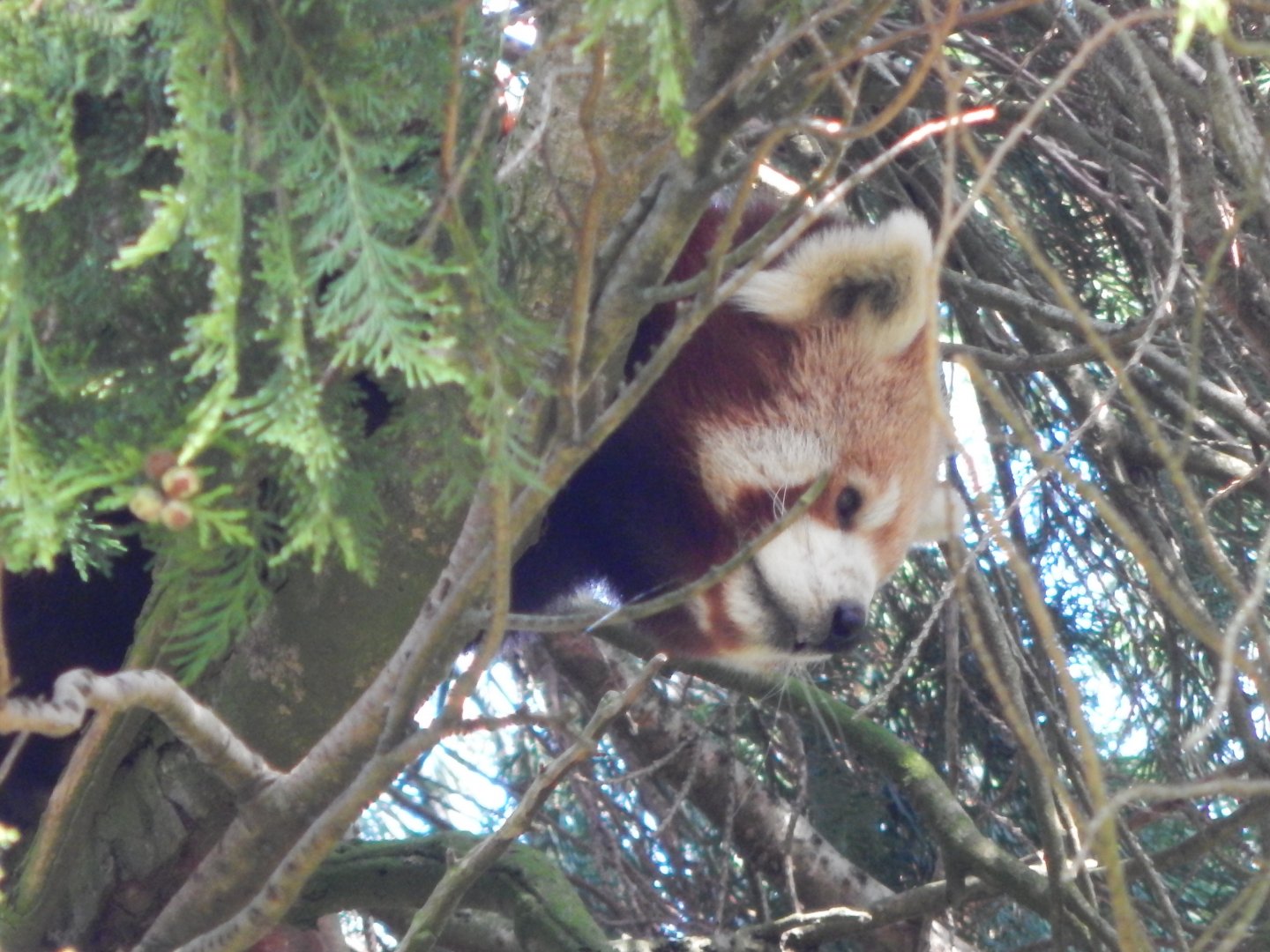 Nepalese red panda 181020