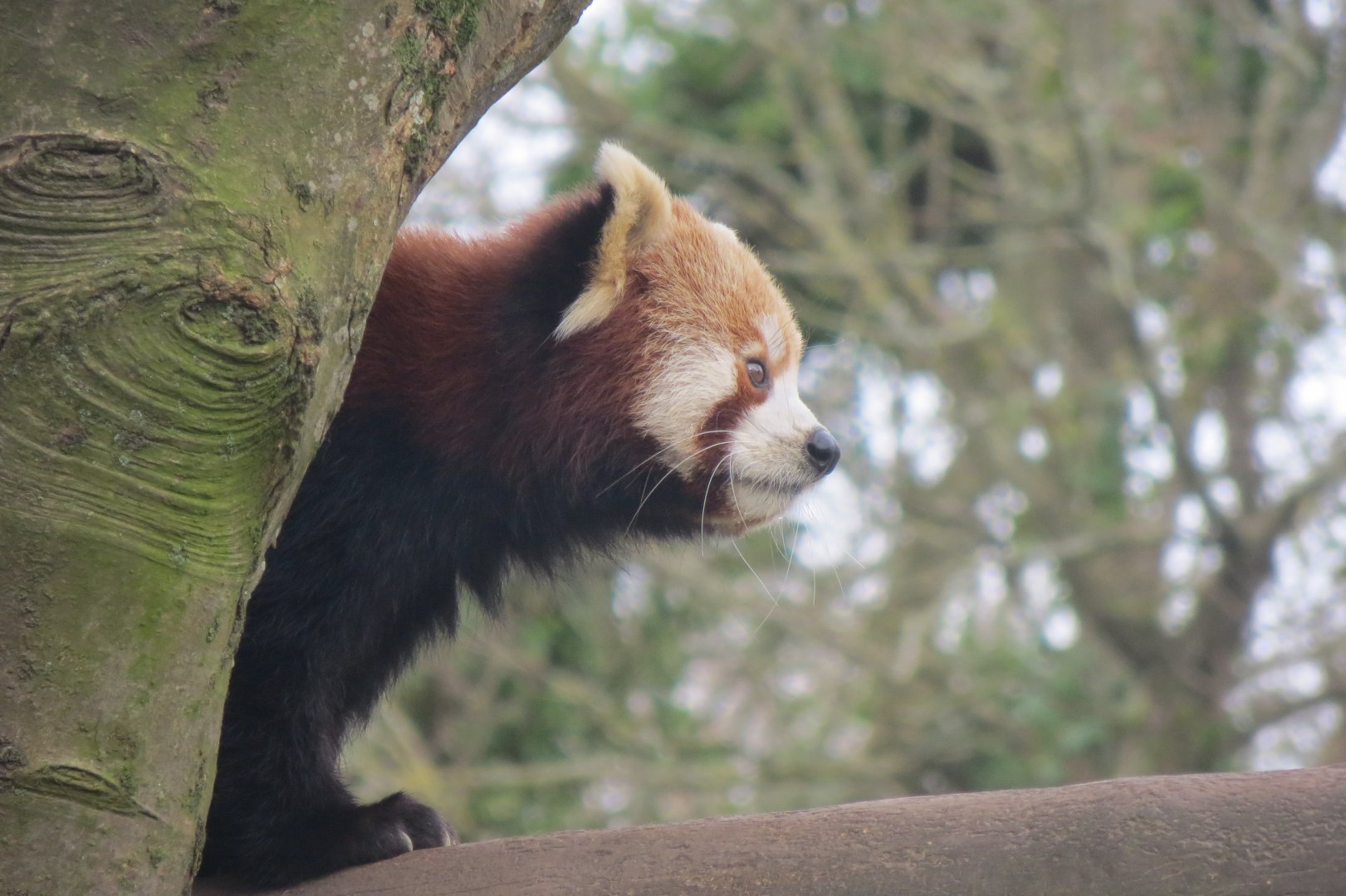 Nepalese red panda 190219