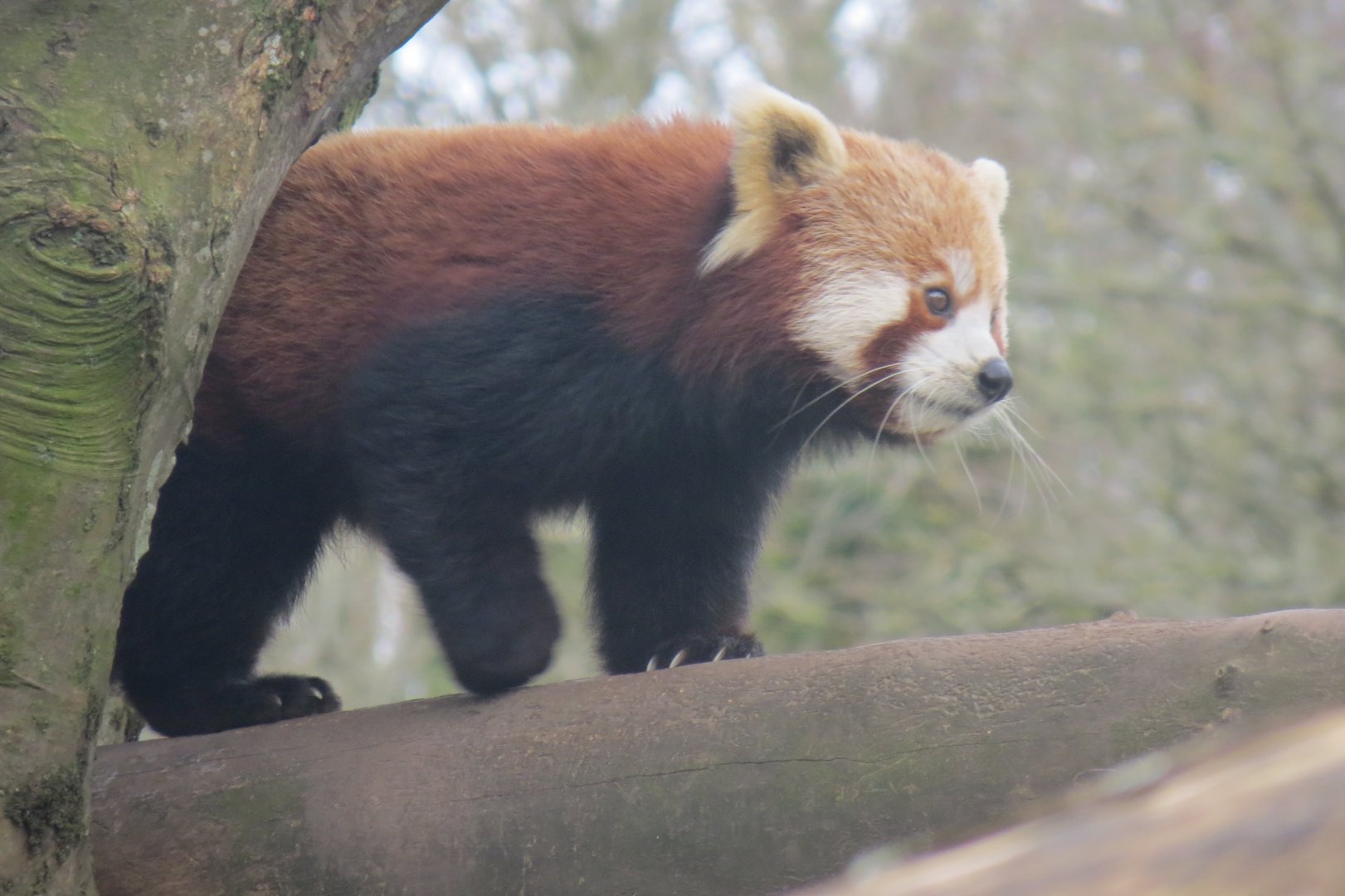Nepalese red panda 190219