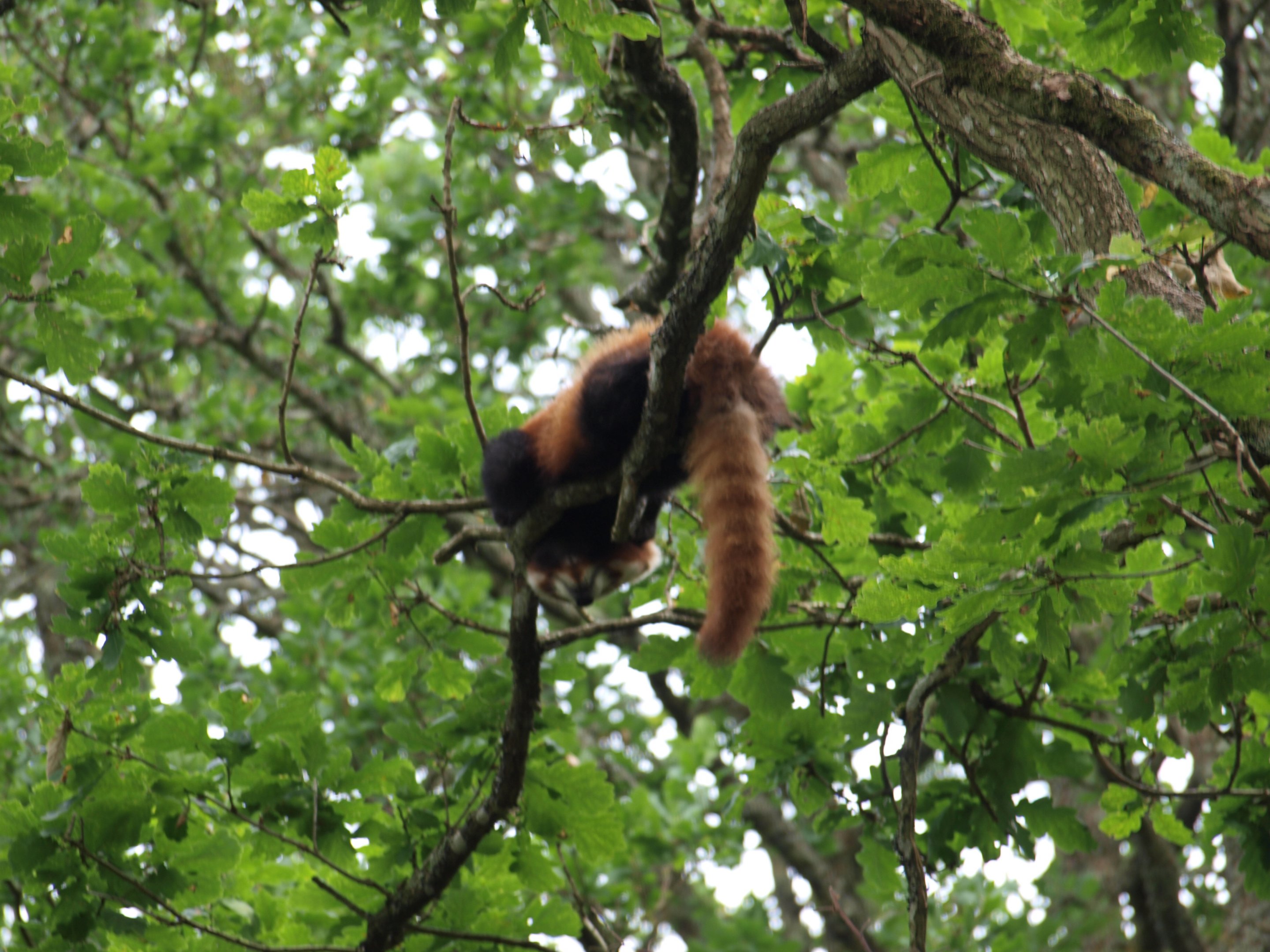 Nepalese red panda 2011