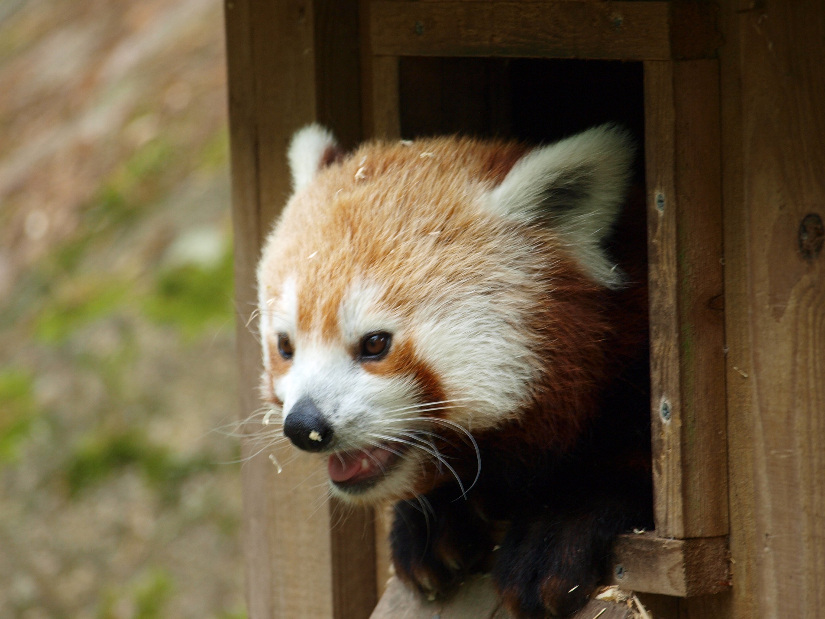Nepalese red panda 2011
