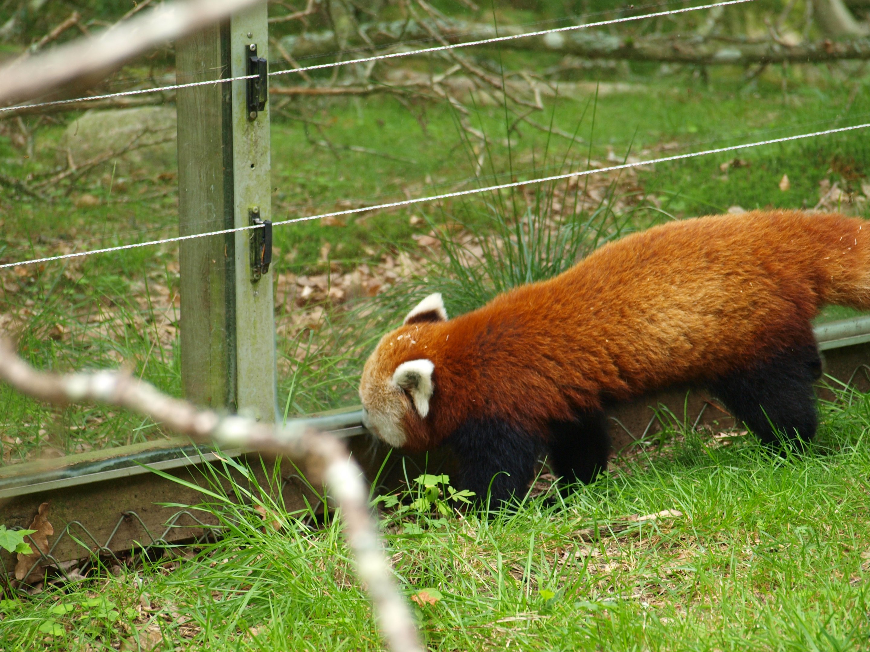 Nepalese red panda 2011