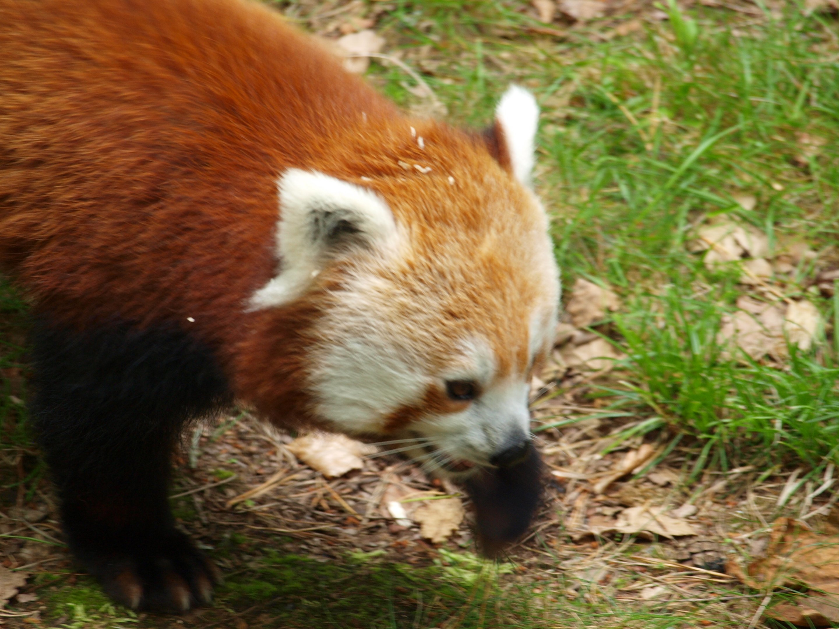 Nepalese red panda 2011