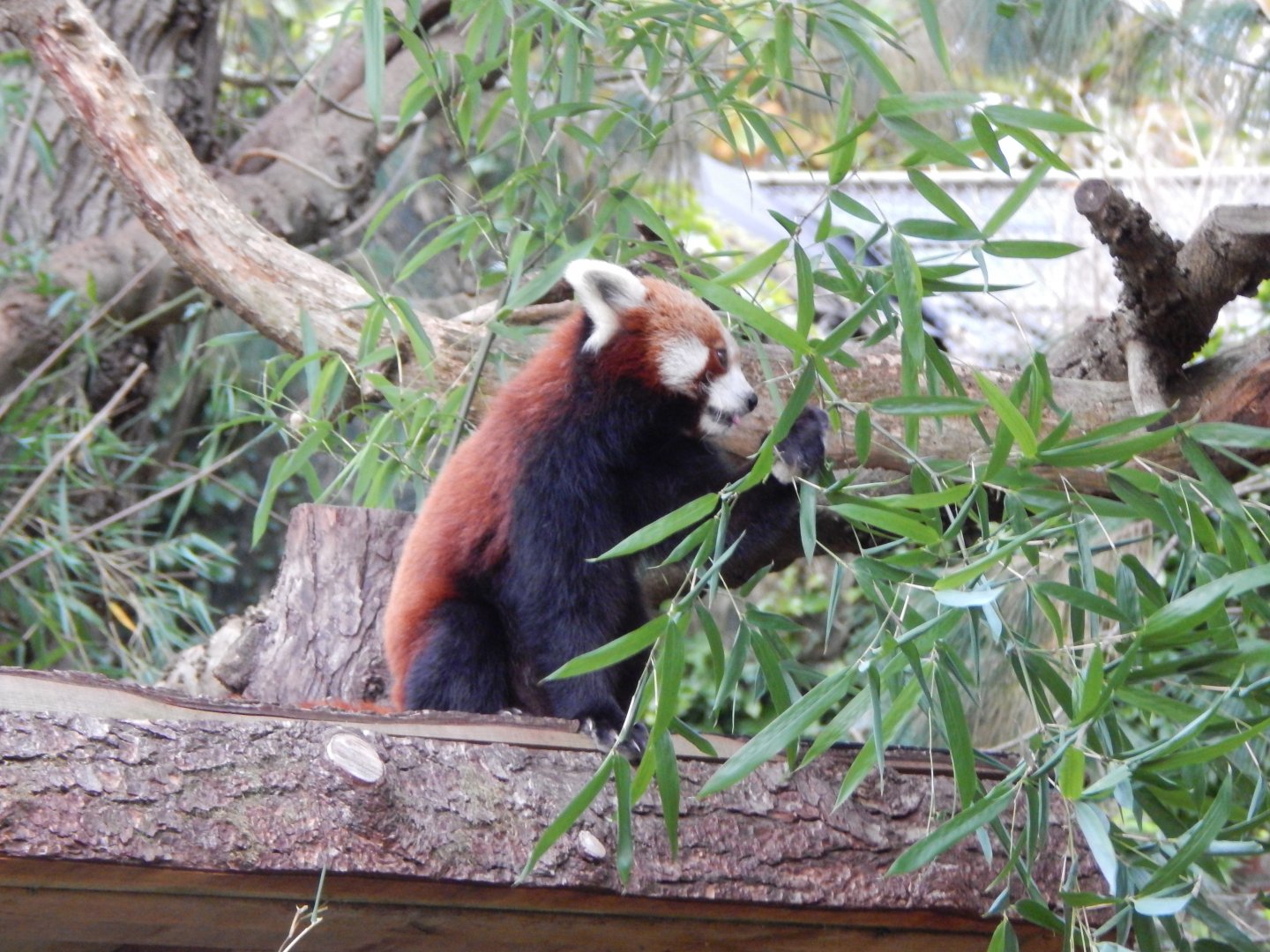 Nepalese red panda 201121