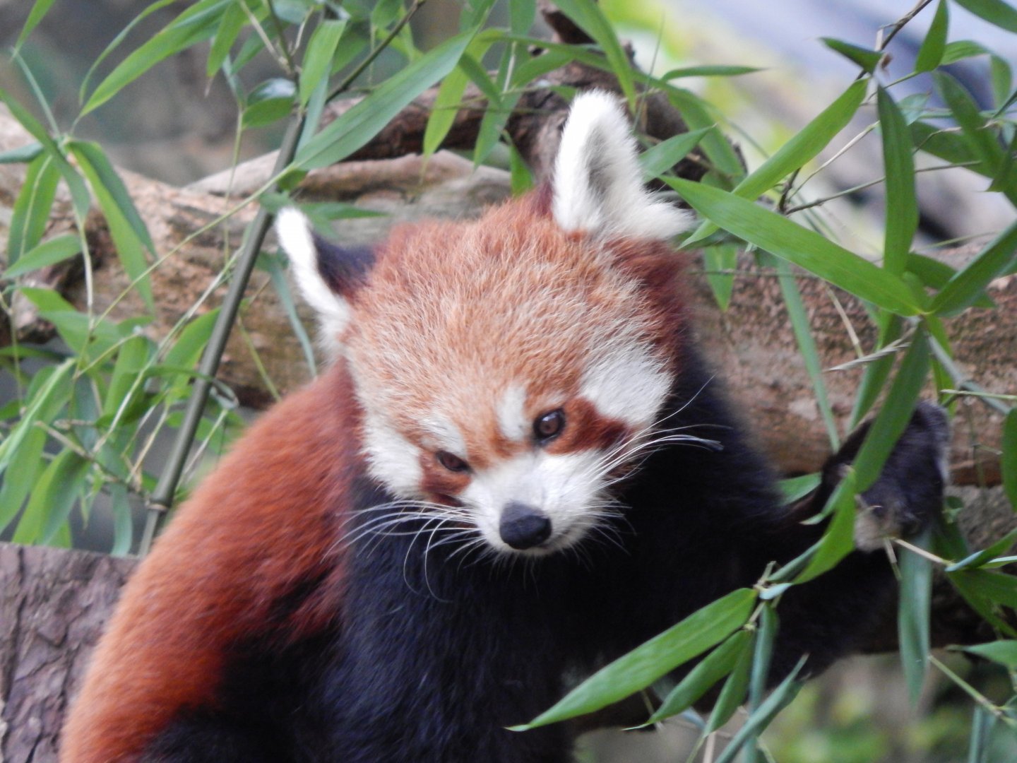 Nepalese red panda 201121
