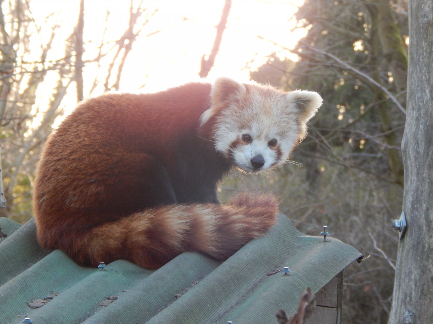 Nepalese red panda 260124
