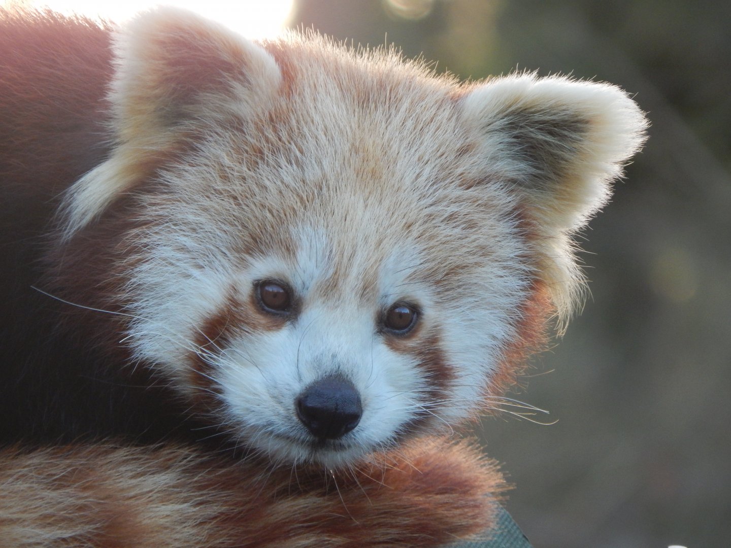 Nepalese red panda 260124