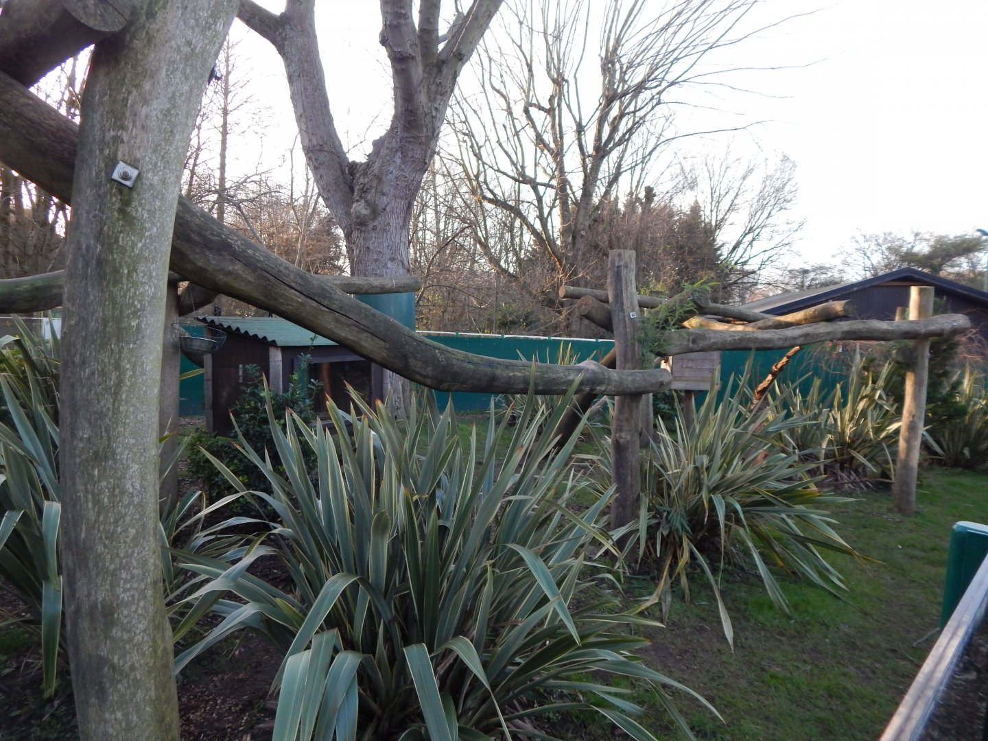 Nepalese red panda 260124