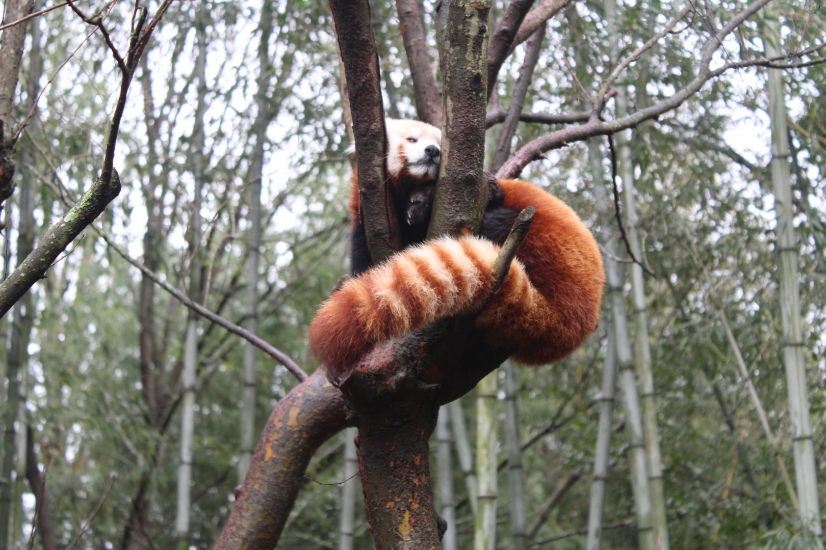 Nepalese Red Panda (A. f. fulgens)