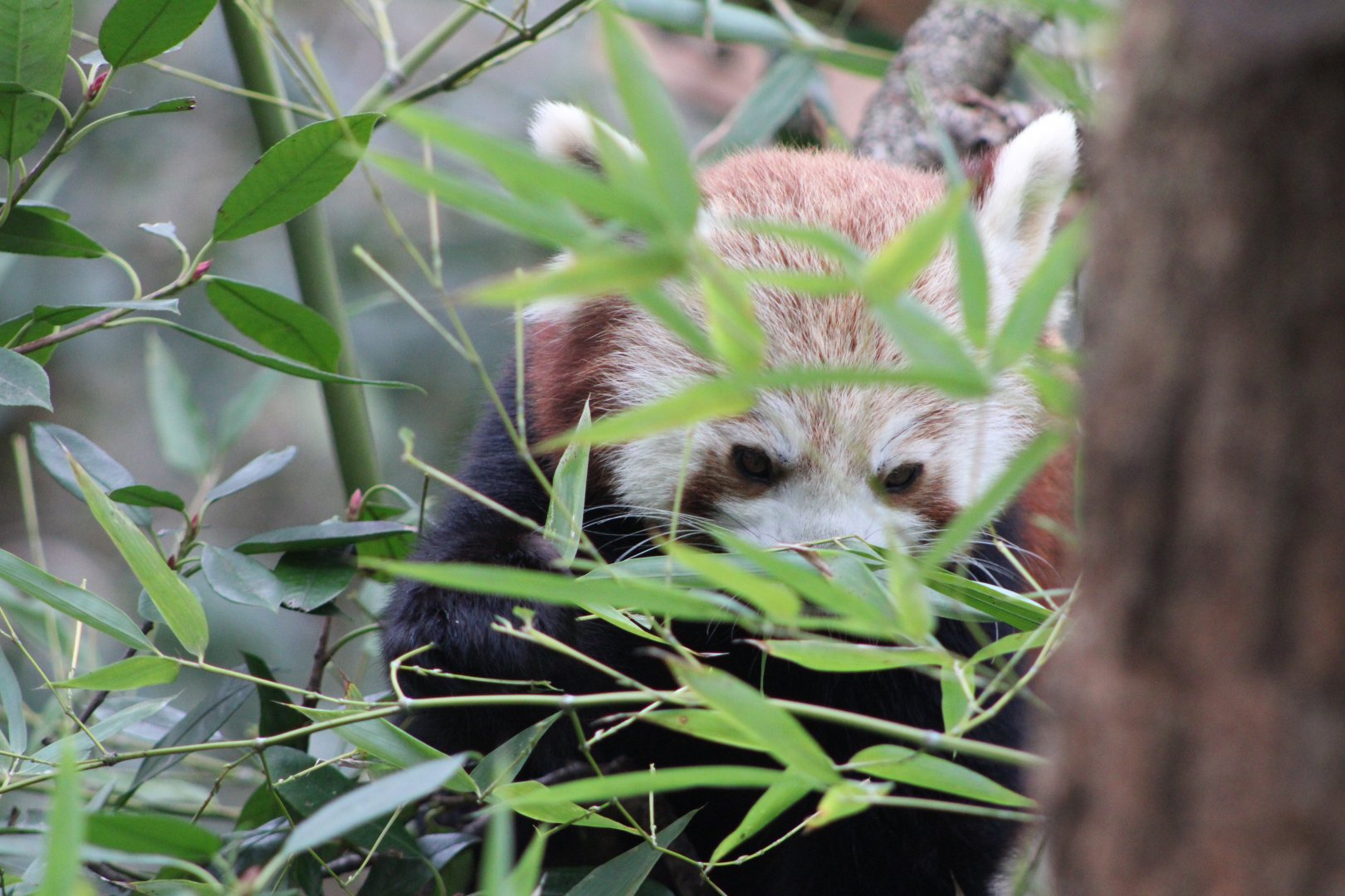 Nepalese Red Panda (A. f. fulgens)