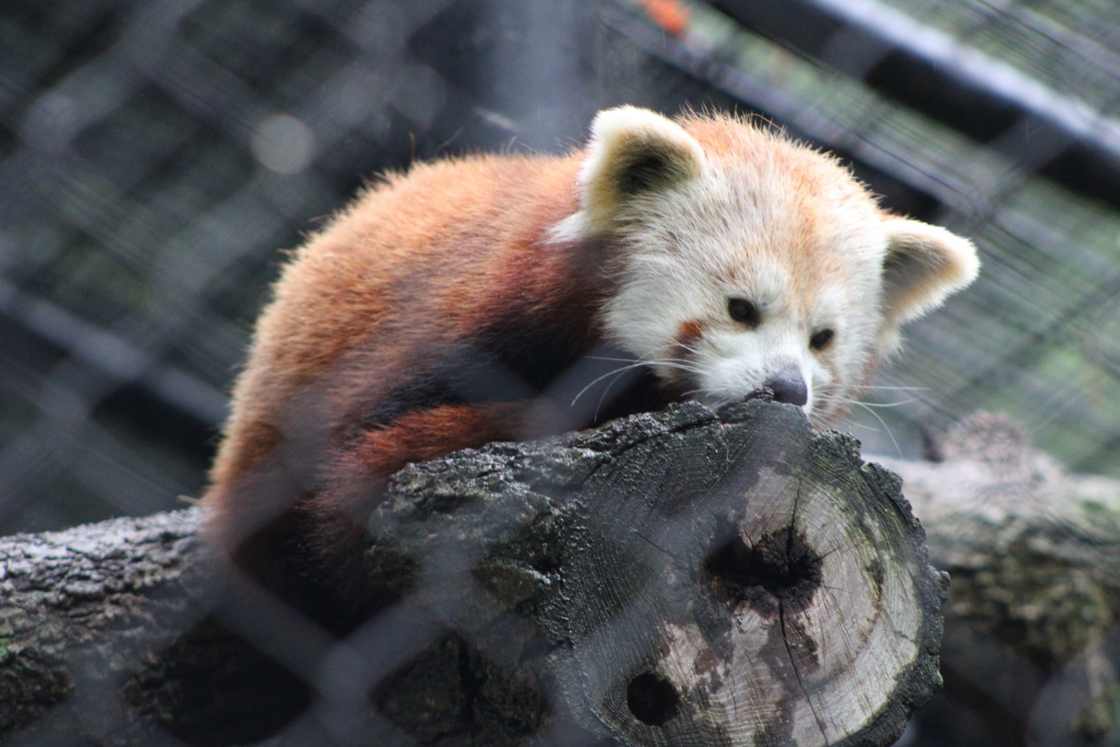 Nepalese Red Panda (A. f. fulgens)