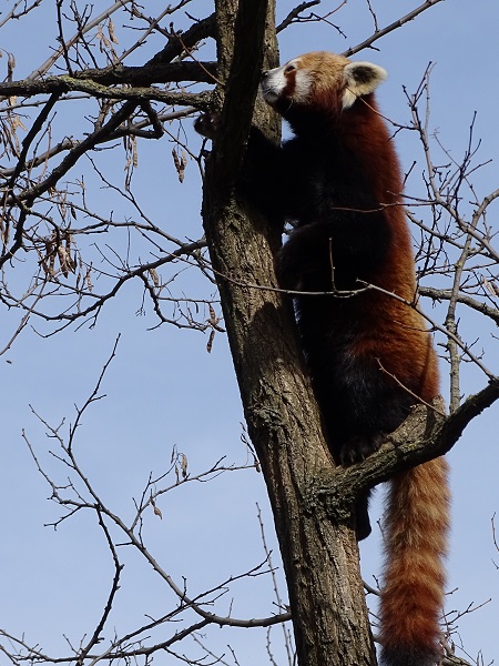 Nepalese red panda (Ailurus fulgens) (04/22)