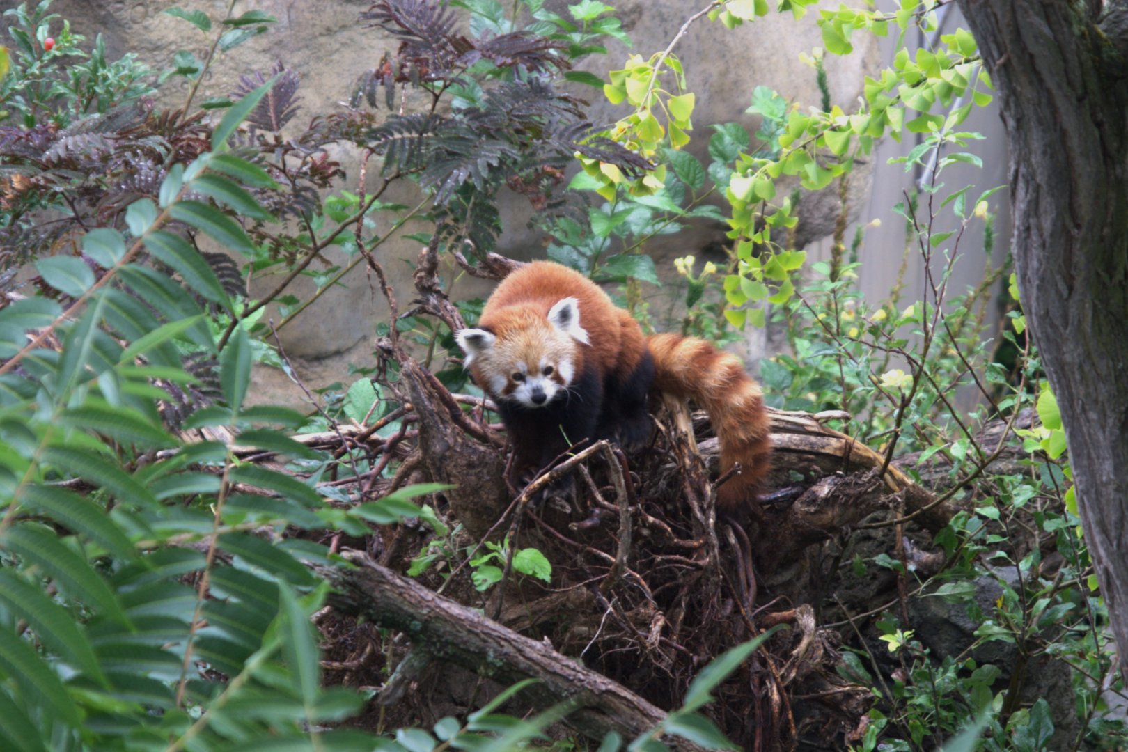 Nepalese Red Panda (Ailurus fulgens), 10-09-25