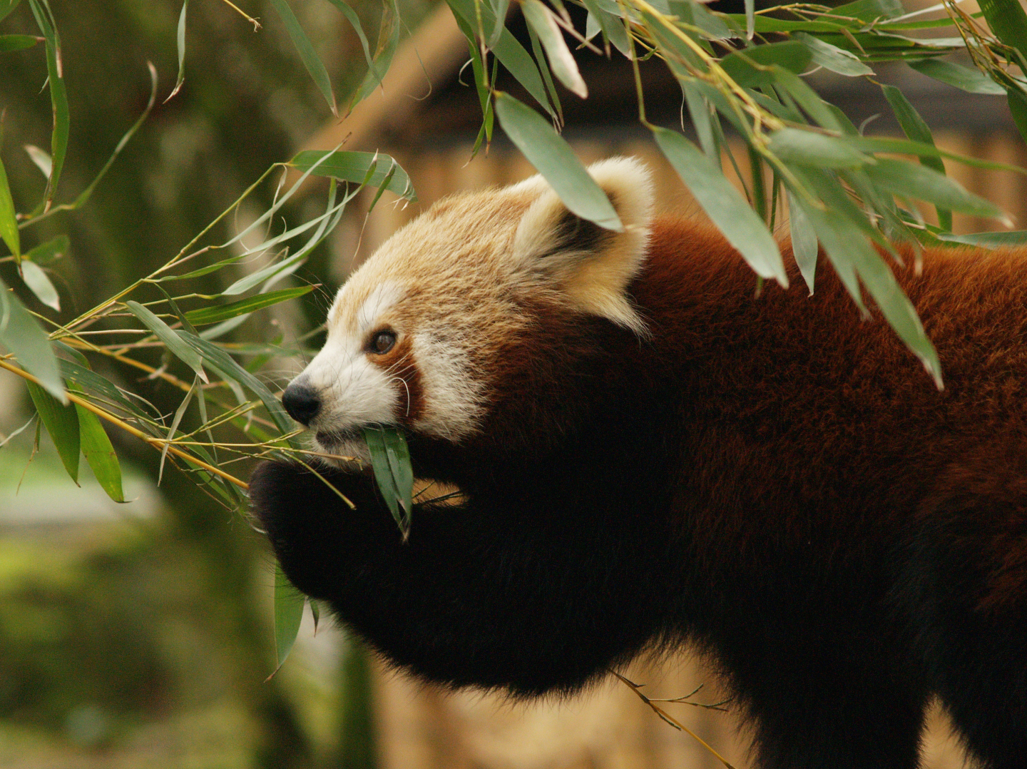 Nepalese red panda (Ailurus fulgens), 2007-02-18