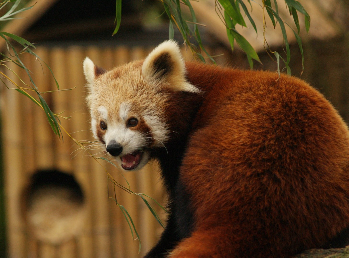 Nepalese red panda (Ailurus fulgens), 2007-02-18