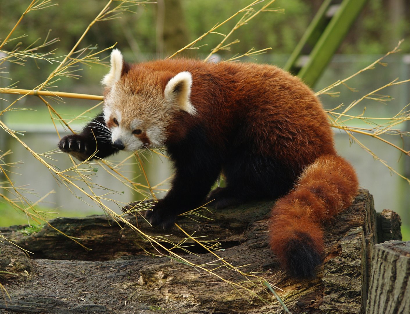 Nepalese red panda (Ailurus fulgens), 2007-03-18