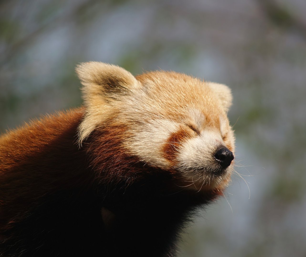 Nepalese red panda (Ailurus fulgens), 2007-04-01