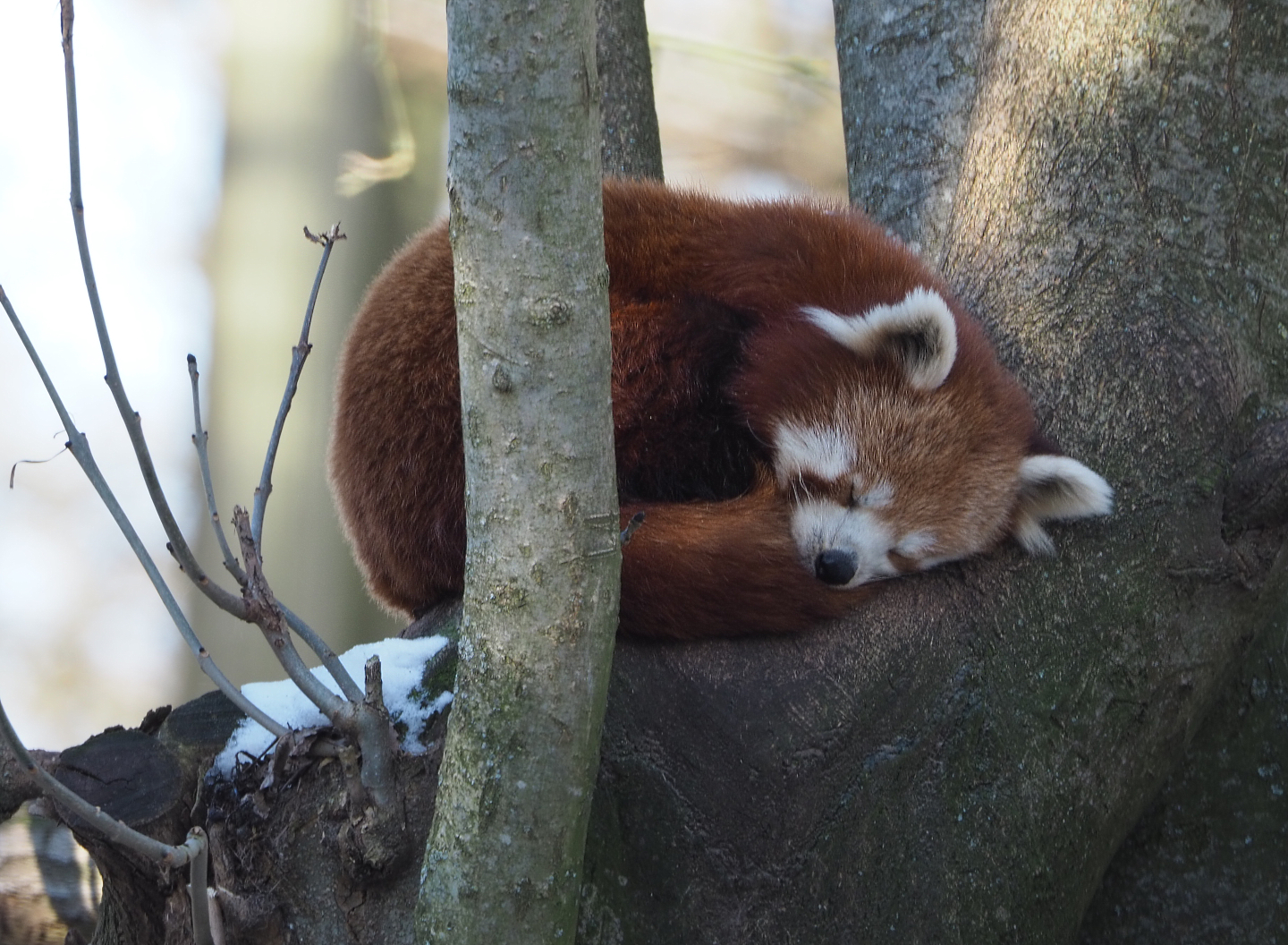 Nepalese red panda (Ailurus fulgens), 2021-02-14