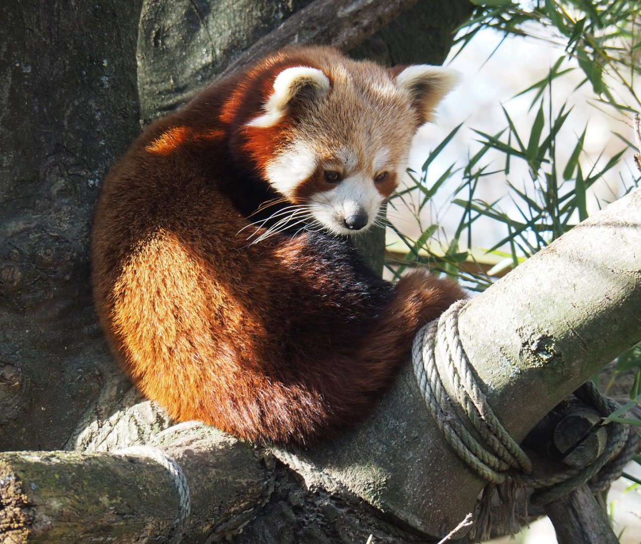 Nepalese Red panda (Ailurus fulgens), 2021-02-23