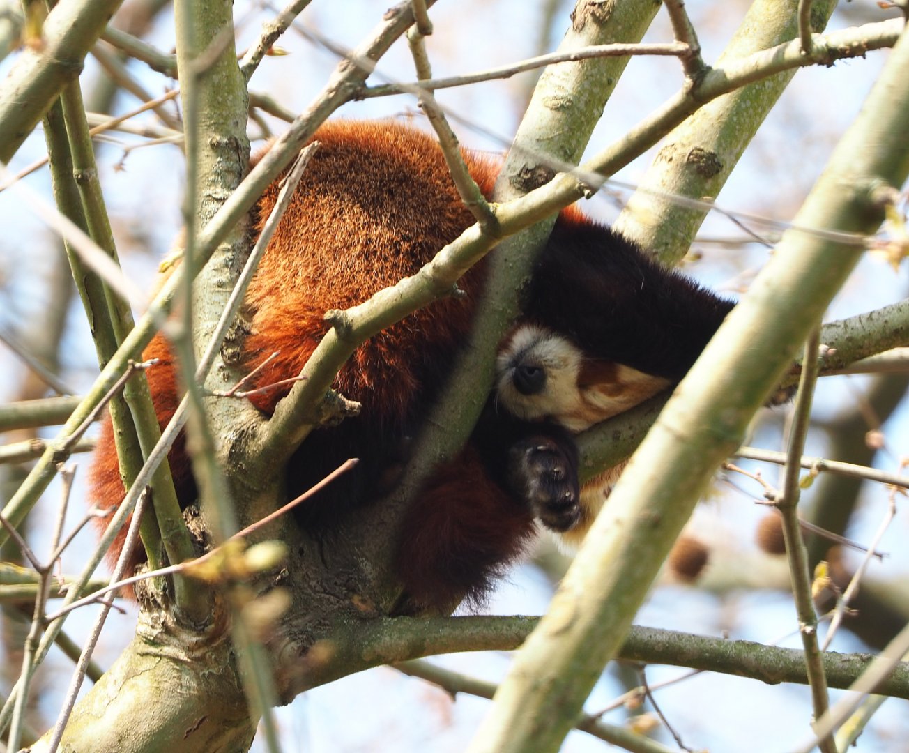Nepalese Red panda (Ailurus fulgens), 2021-04-20