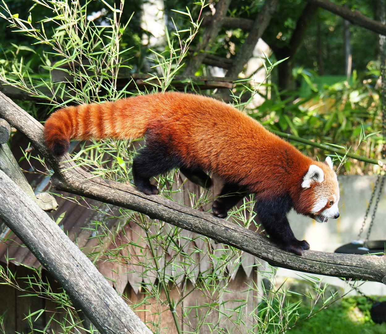 Nepalese red panda (Ailurus fulgens), 2021-07-20