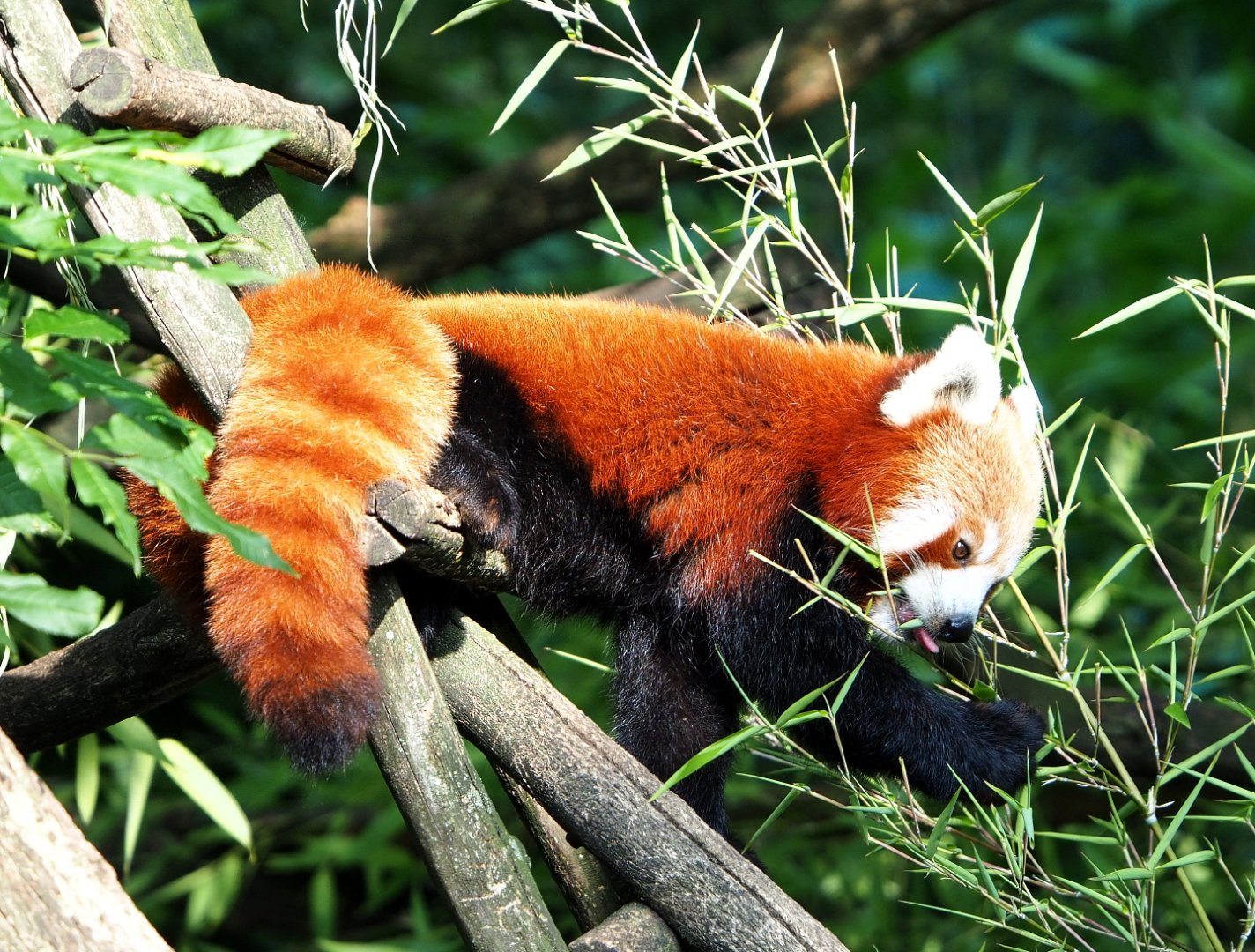 Nepalese red panda (Ailurus fulgens), 2021-07-20