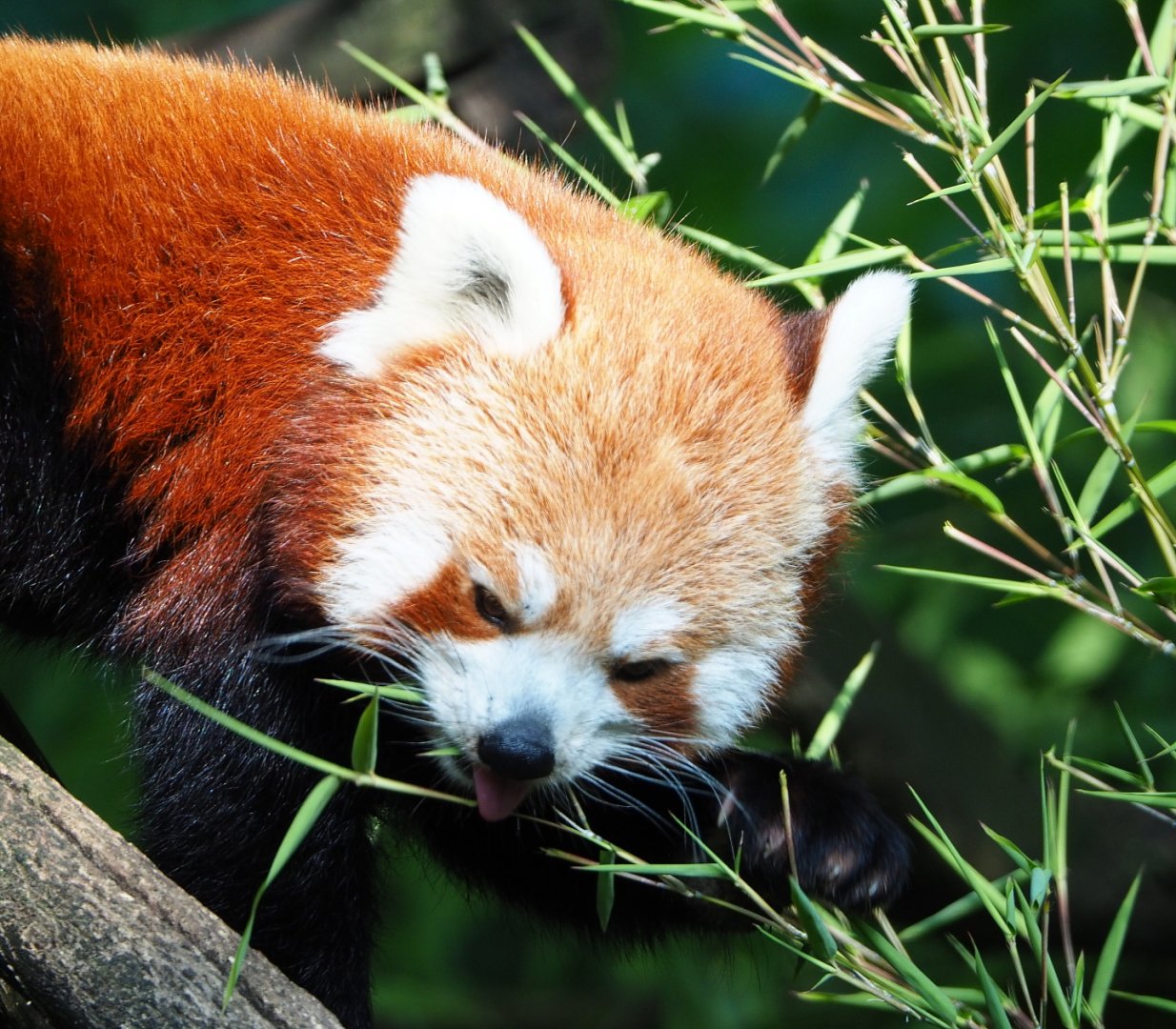 Nepalese red panda (Ailurus fulgens), 2021-07-20