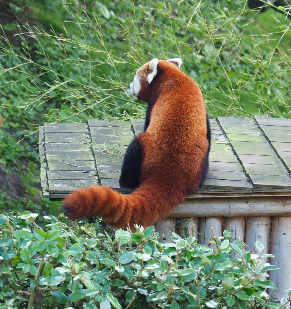 Nepalese red panda (Ailurus fulgens), 2021-09-03