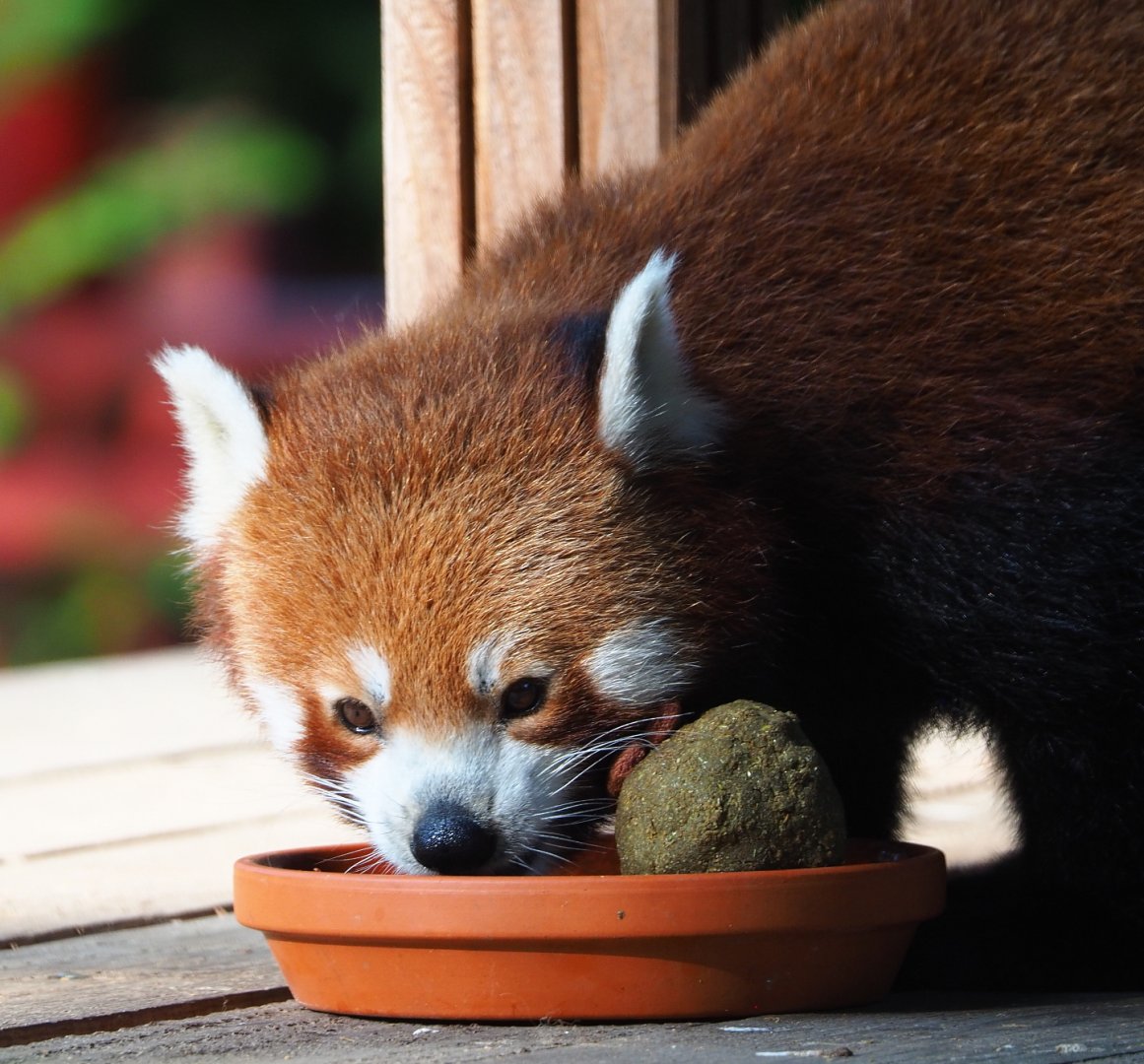 Nepalese red panda (Ailurus fulgens), 2021-09-03