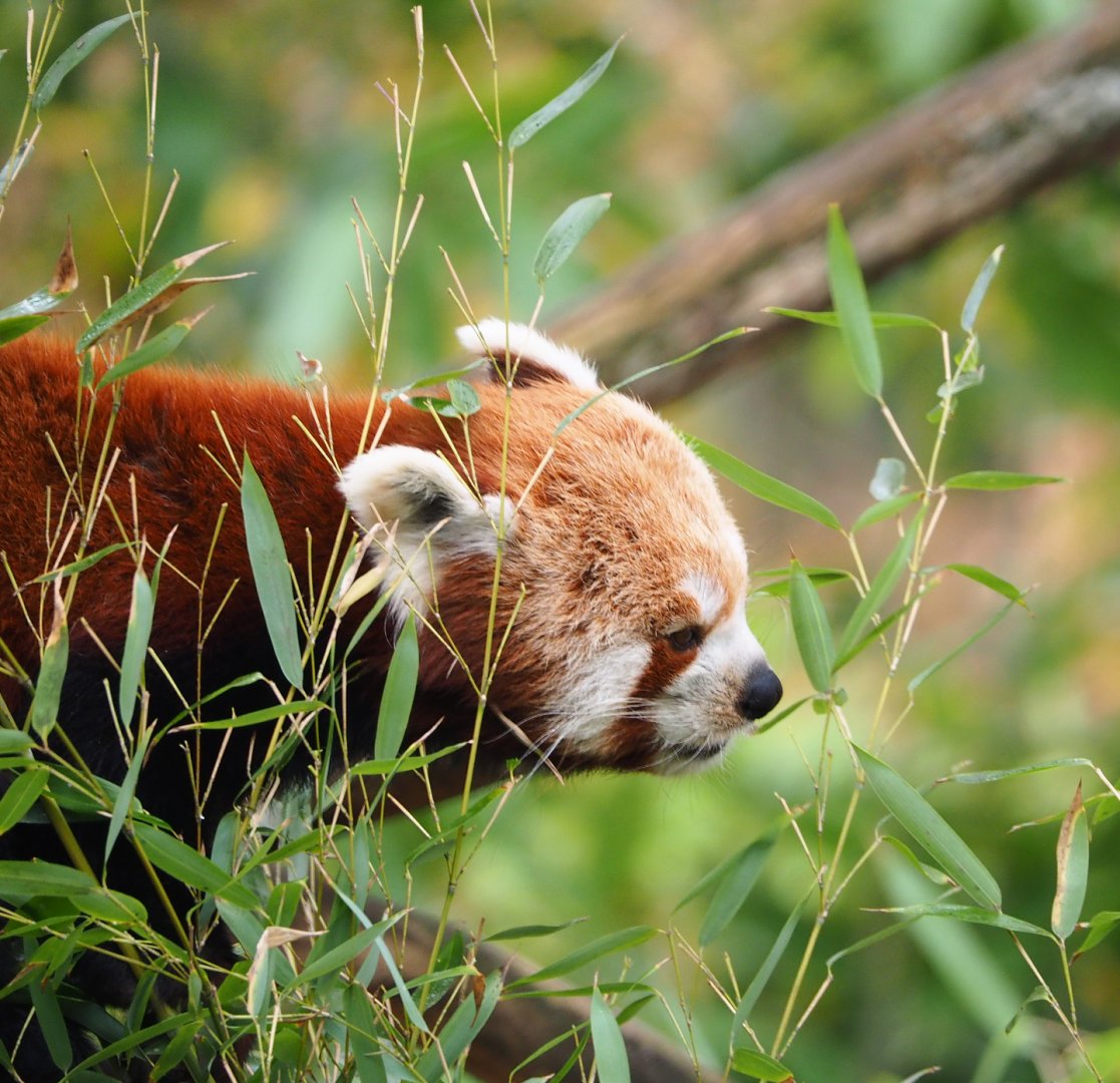 Nepalese red panda (Ailurus fulgens), 2021-11-23