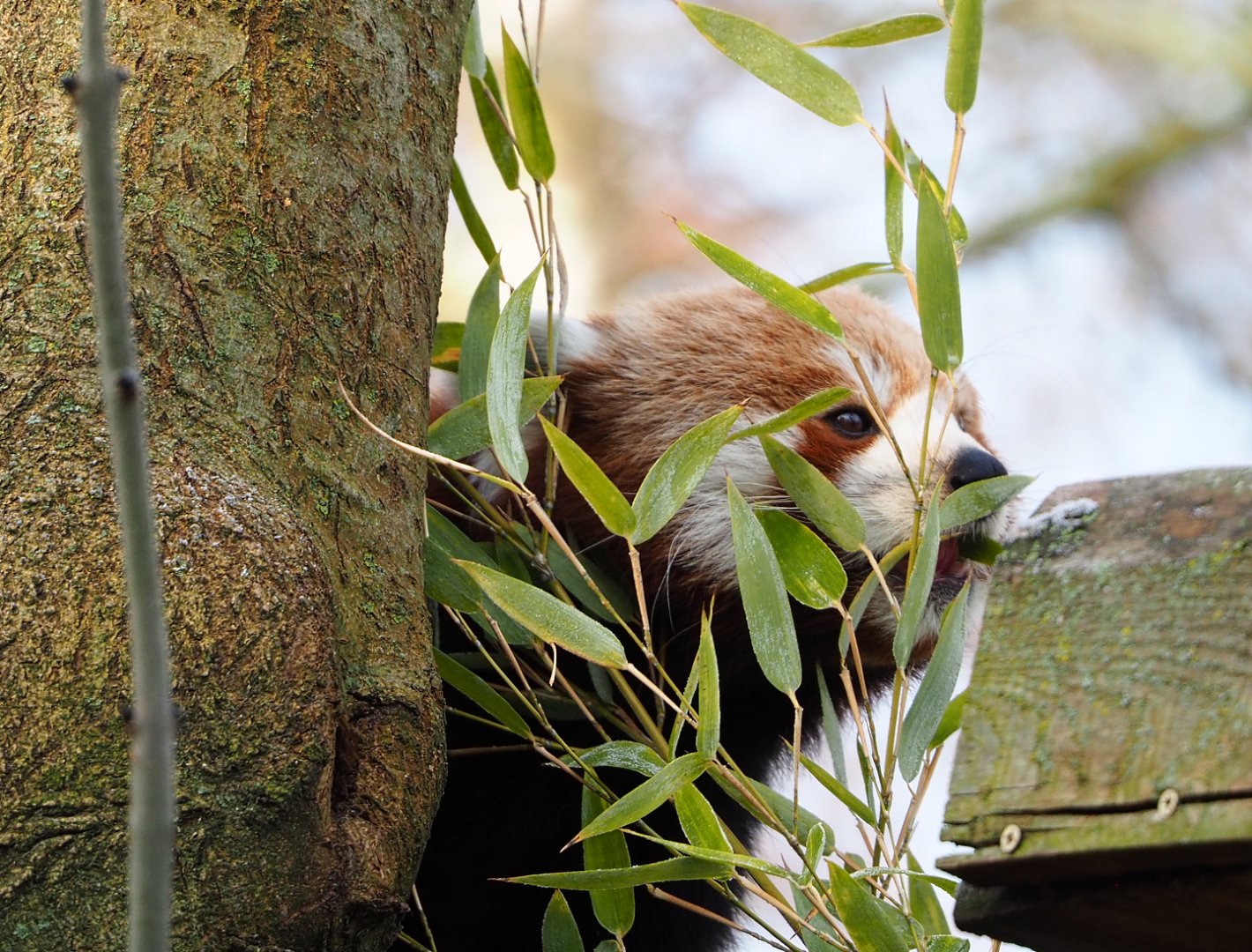 Nepalese red panda (Ailurus fulgens), 2021-12-22