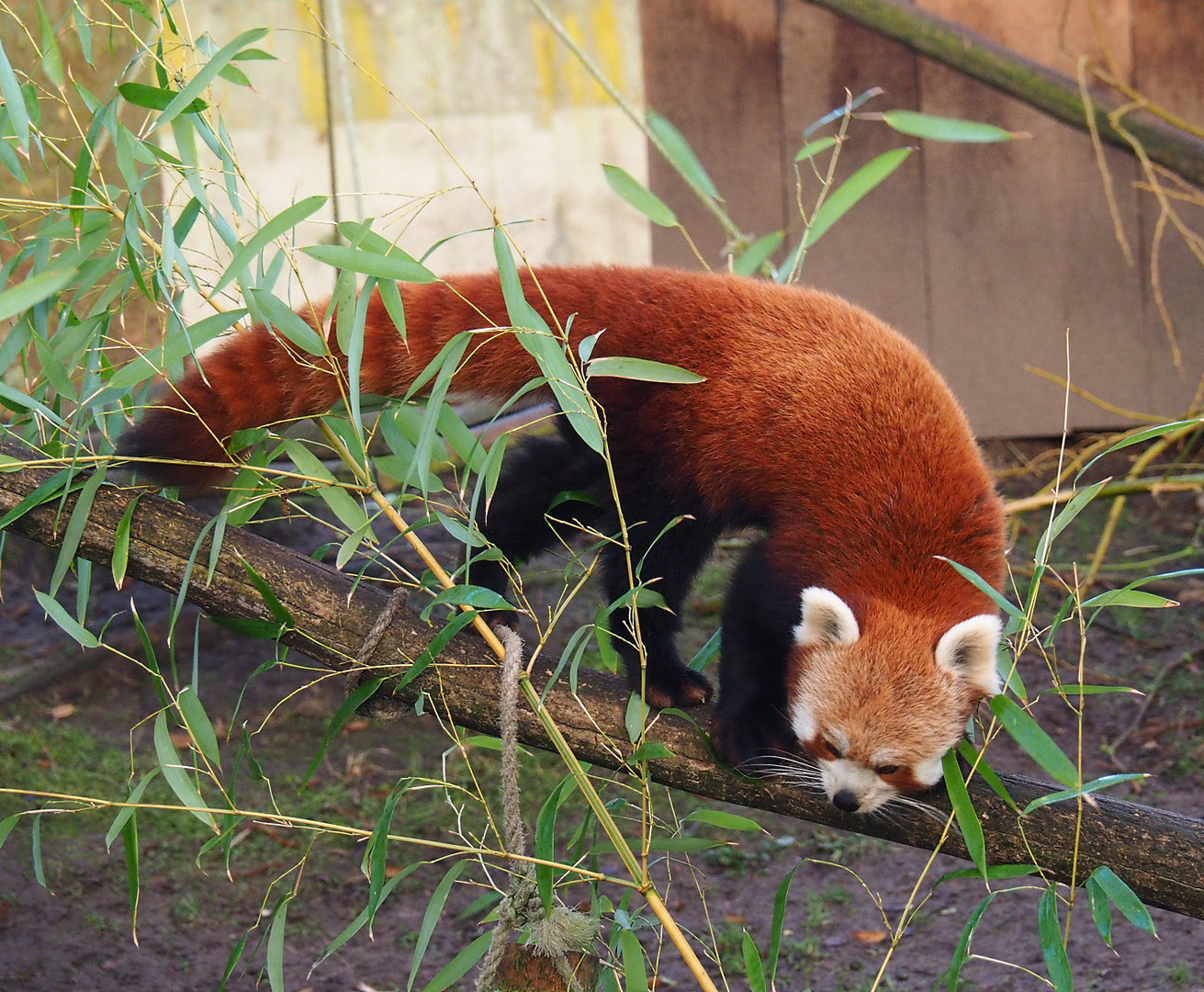 Nepalese red panda (Ailurus fulgens), 2022-01-30