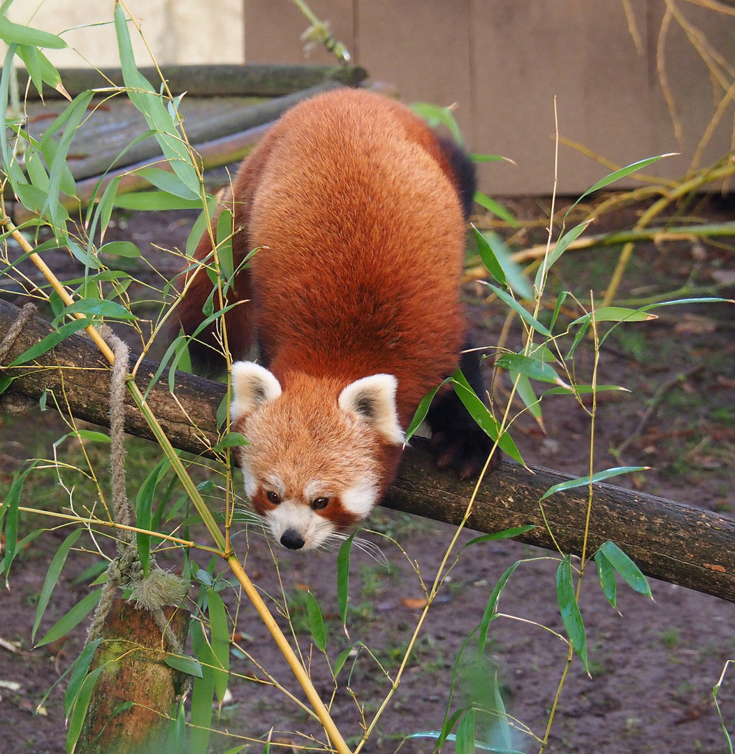 Nepalese red panda (Ailurus fulgens), 2022-01-30