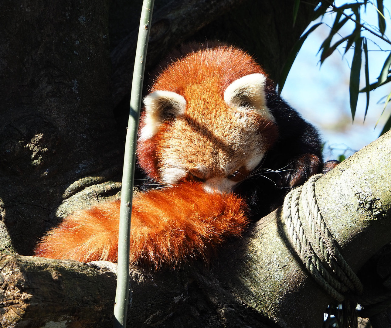 Nepalese red panda (Ailurus fulgens), 2022-03-08