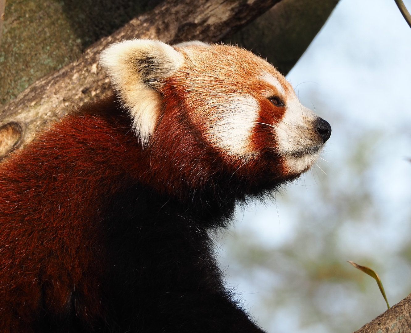 Nepalese red panda (Ailurus fulgens), 2022-04-12