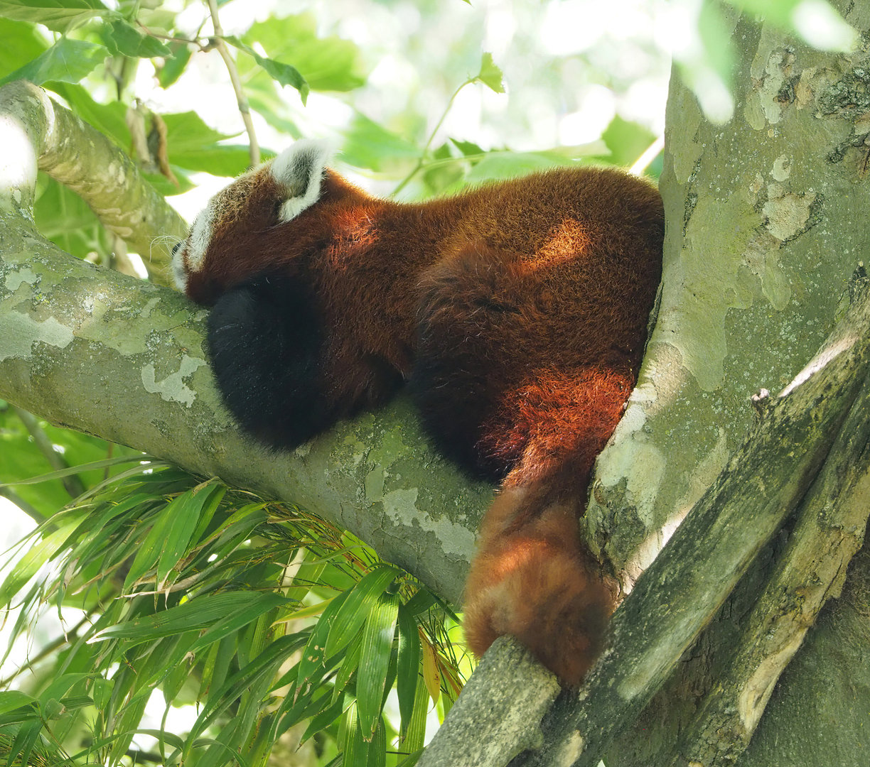 Nepalese red panda (Ailurus fulgens), 2022-06-15