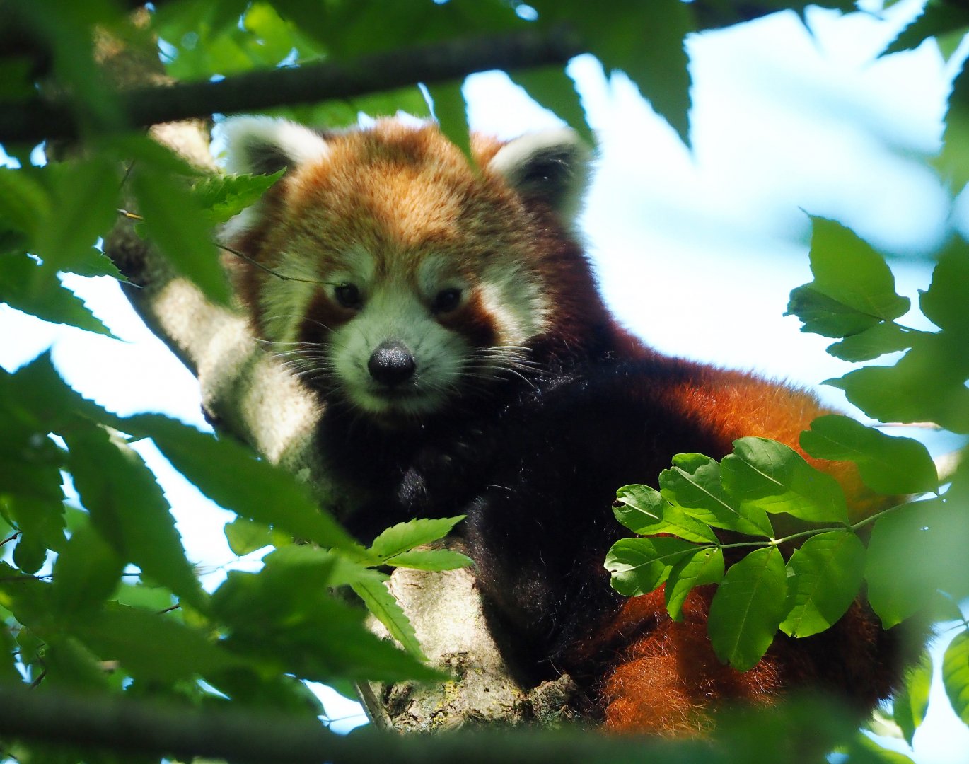 Nepalese red panda (Ailurus fulgens), 2022-06-28