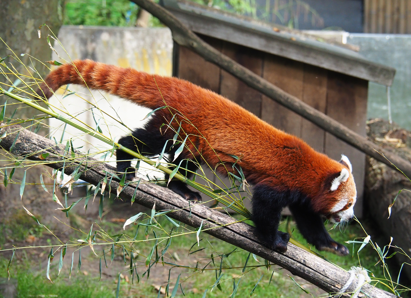 Nepalese red panda (Ailurus fulgens), 2022-07-03