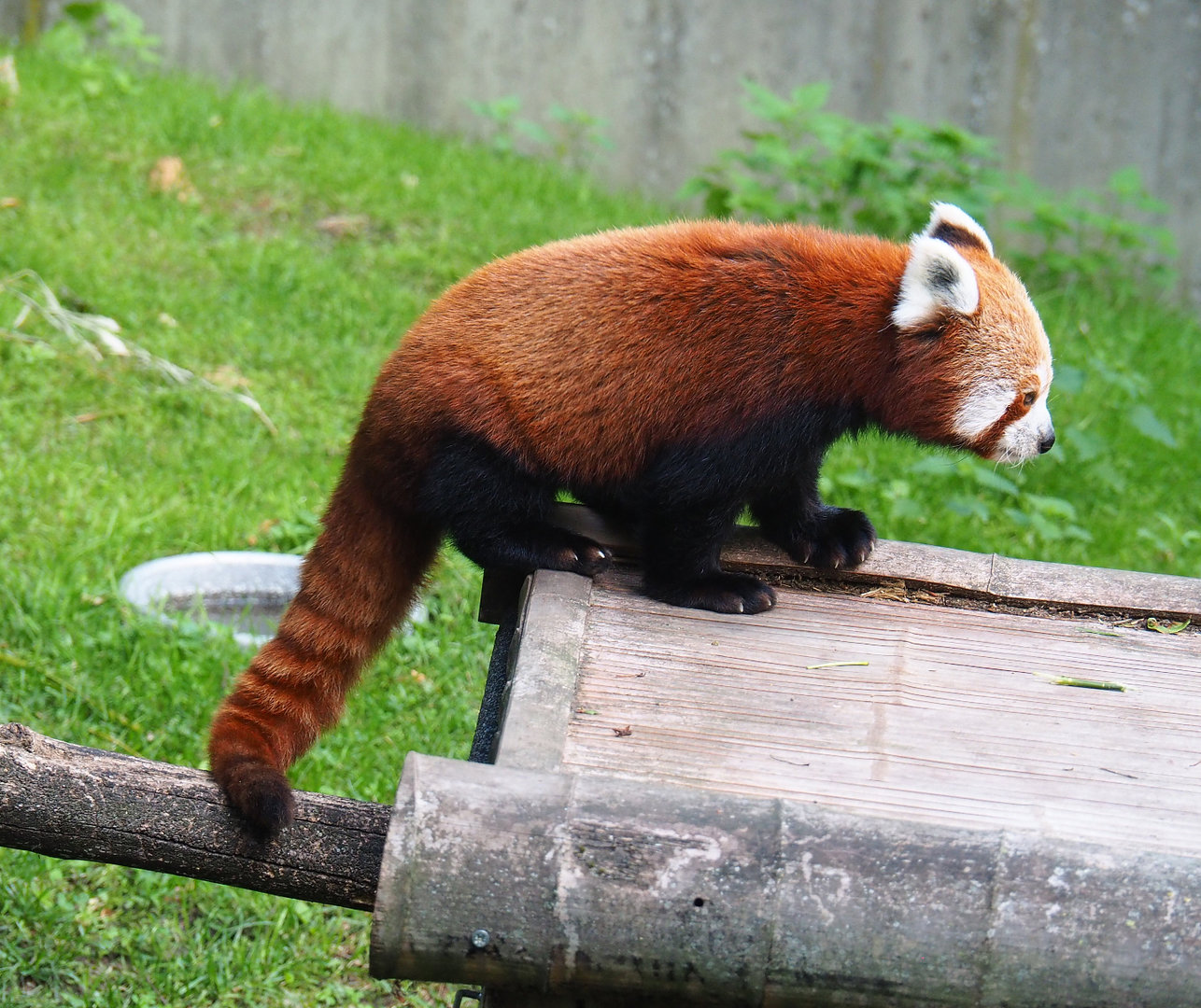 Nepalese red panda (Ailurus fulgens), 2022-07-03